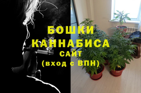 прущие грибы Гатчина